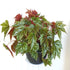 Begonia 'Gryphon' - 25cm pot